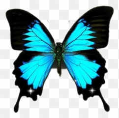 Download Free Png Mariposa An1julia Picsartphoto Tattoo - Blue Butterfly With Tail,Mariposa Png