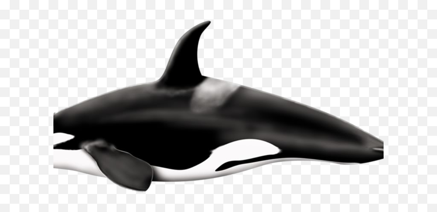 Whale Png Free Download Arts - Killer Whale Transparent,Killer Png