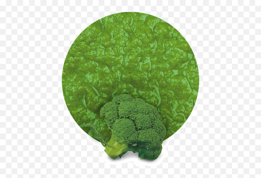 Broccoli Puree - Manufacturer And Supplier Lemonconcentrate Broccoli Png,Broccoli Transparent