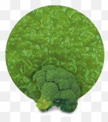 Broccoli Puree - Manufacturer and Supplier LemonConcentrate png