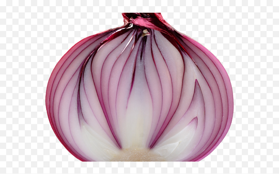 Download Onion Png Transparent Images - Cebolla Cortada,Onion Transparent Background