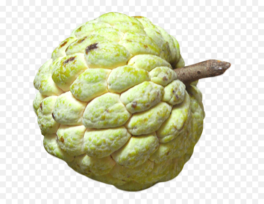 Custard Apple Fruit Png Image - Pngpix Png Images Of Custard Apple,Apple Png