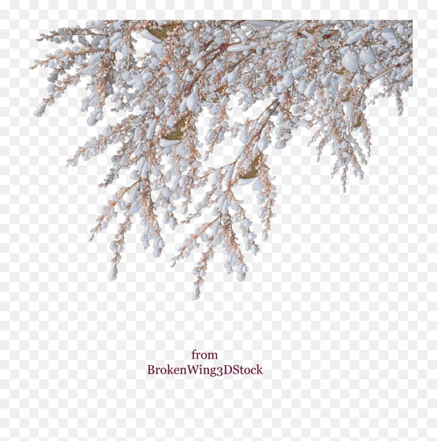 Download Vector Snow Winter Shrub Tree - Snow Tree Branches Png,Snowy Tree Png