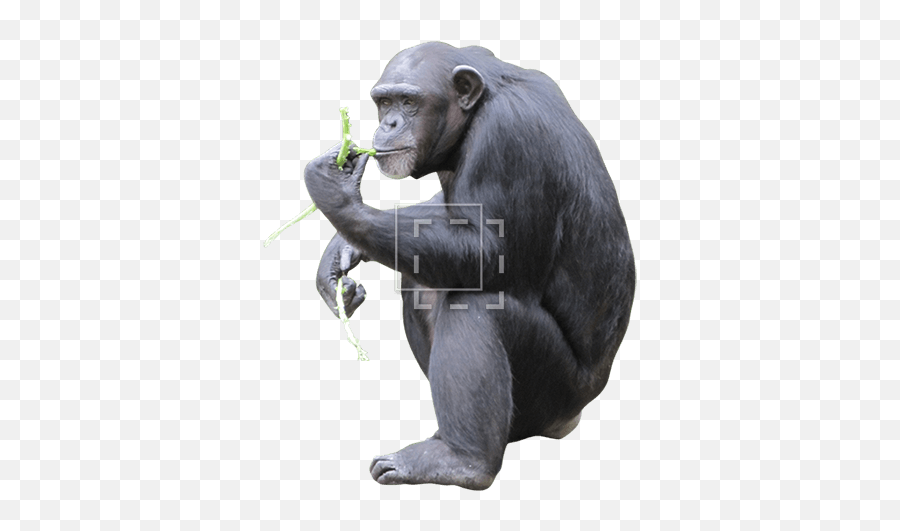 Chimp Eating - Macaque Png,Chimp Png