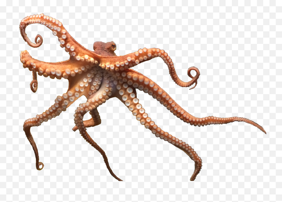 Octopus Png - Octopus Hd Png,Octopus Png