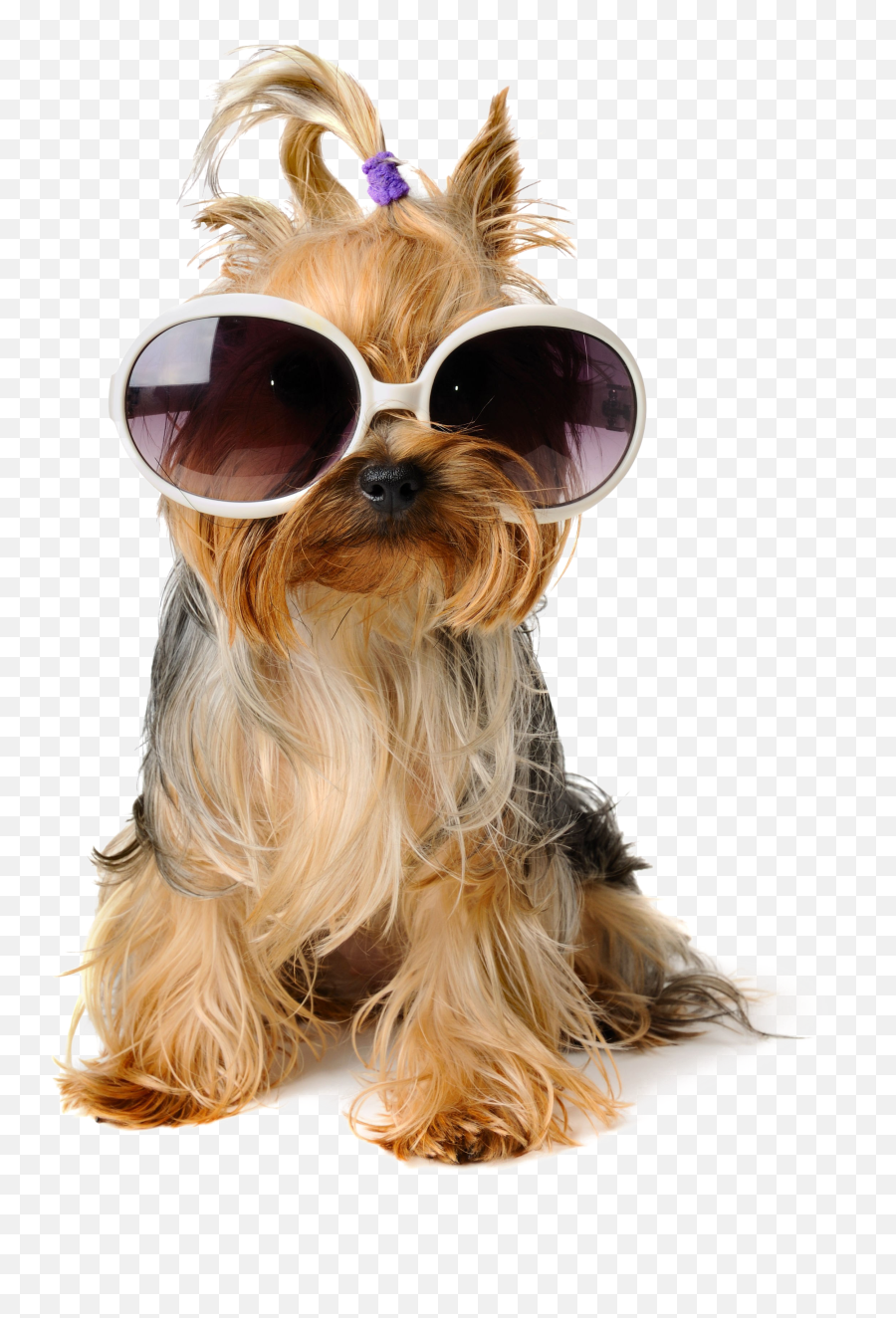 Download Shaggy Sitting Pet Greeting Dog Birthday Puppy - Dogs With Sunglasses Clipart Png,Shaggy Png