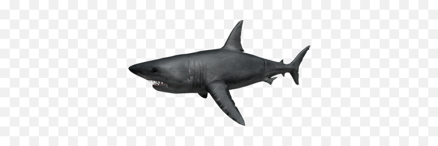 Great White Roblox Shark Bite Wiki Fandom - Great White Shark Sharkbite Roblox Png,Great White Shark Png