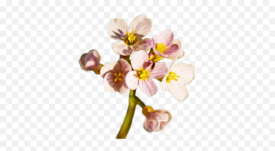 Spring Flower Png Free Download - Spring Flower,Spring Flowers Png