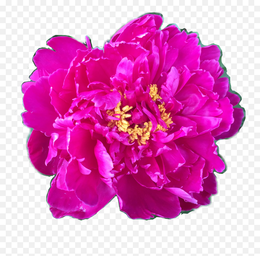 Download Flower Floral Peony Peonies Fuschia Yellow Pink - Common Peony Png,Peony Png