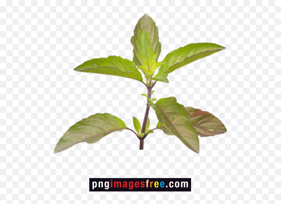 Tulsi Plant Png Transparent Images Free Download - Tulsi Tree Images Png,Transparent Leaves