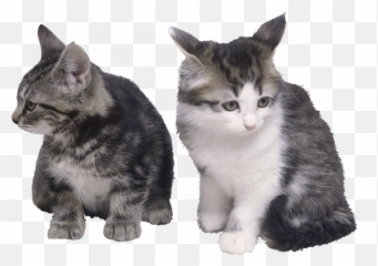 Cat Png High Quality Image U2013 Lux