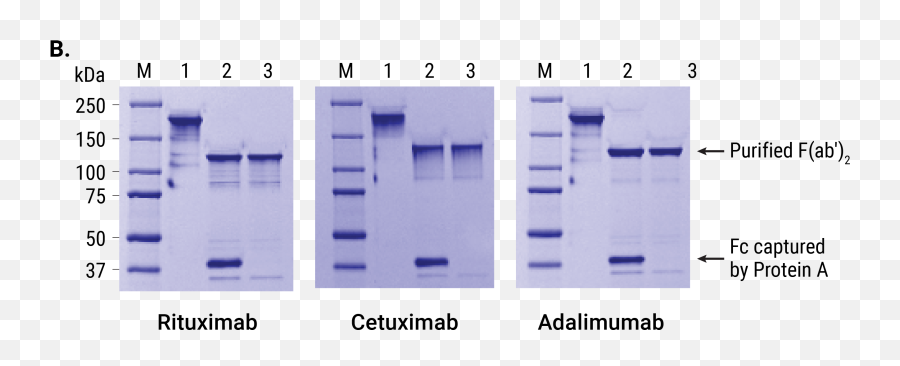 Ides Protease And Idez - Vertical Png,Cleavage Icon