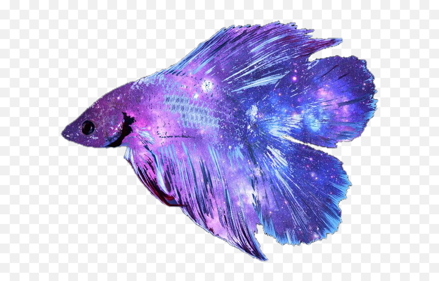 Download Picture Freeuse Stock Betta - Purple Fish Transparent Background Png,Fish Clipart Transparent