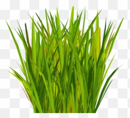 Download Hd Most Realistic Artificial Grass Vu003d1509364788 - Blades Texture Transparent png