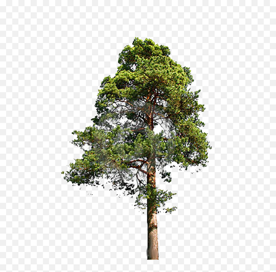 Redwood Trees Clip Art Download - Eastern White Pine Png Pine Tree Png Free,Pine Trees Png