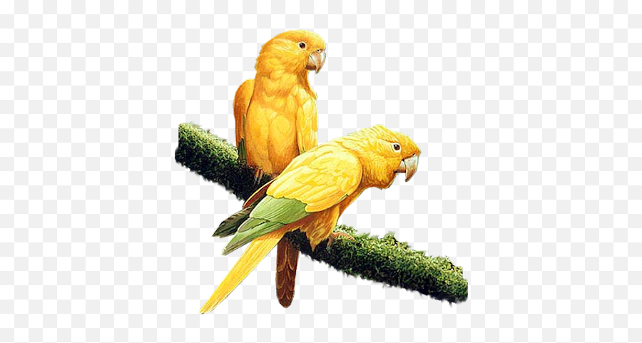 Index Of - Bird Parrot Yellow Png,Parrot Png