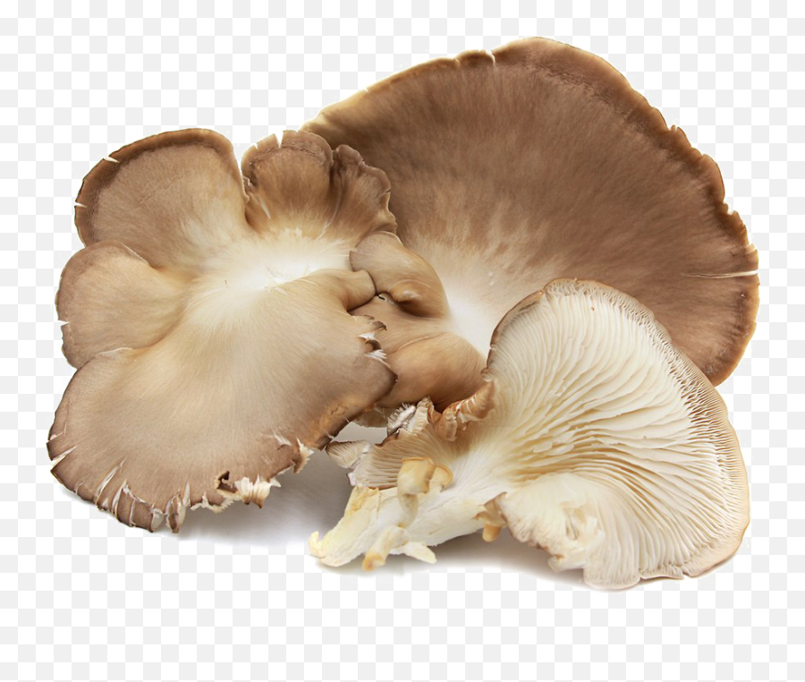 Edible Mushroom Png Image Background Arts - Phoenix Tail Oyster Mushroom,Mushroom Png