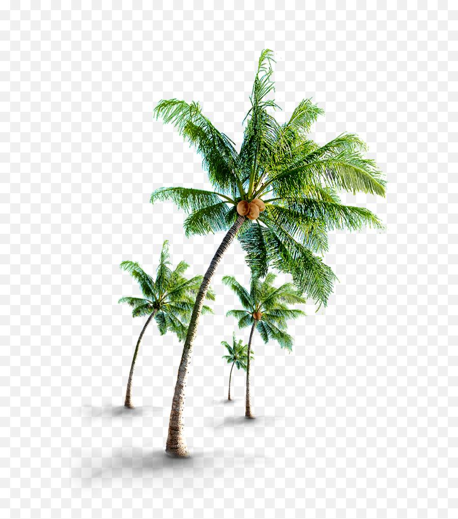 Coconut Tree Png - Coconut Tree Images Hd,Coconut Png