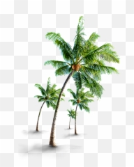 Coconut Tree Png - Coconut Tree Images Hd,Coconut Png