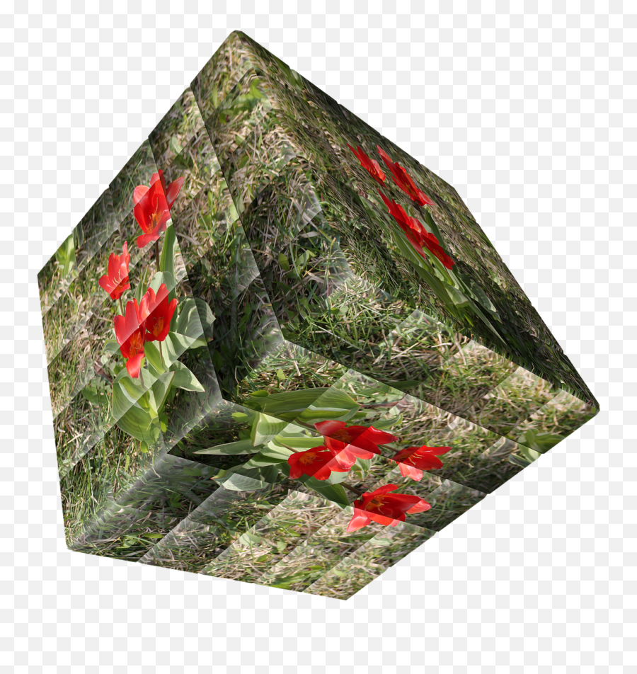 Cubeflowerrosered3dwürfel - Free Photo From Needpixcom Tulip Png,Cube Transparent Background