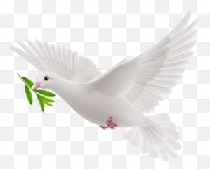 Doves As Symbols - Transparent Peace Dove Png,Pigeon Png