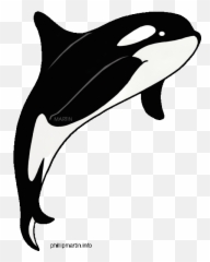 Orca Whale Images Png Clipart - Orca Whale Clip Art,Orca Png