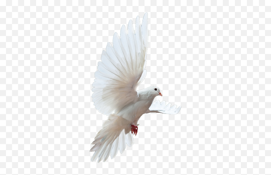 Png Doves Transparent Clipart - Rock Dove,Dove Transparent Background