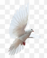 Png Doves Transparent Clipart - Rock