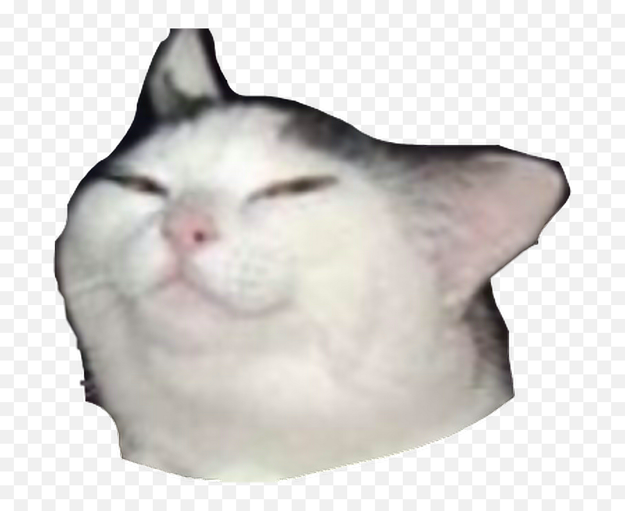 Smug Cat Meme Transparent - Cat Meme Sticker Png,Meme Transparent