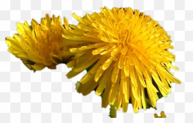 Dandelion Png Background