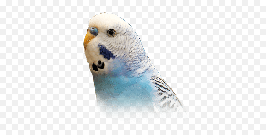 Budgie Personality Food - Ok Google Show Me Pictures Of Parakeets Png,Parakeet Png