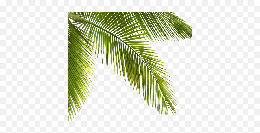 Palmtrees Palms Plants Trees Forest - Plants Png,Jungle Plants Png
