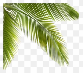 Palmtrees Palms Plants Trees Forest - png