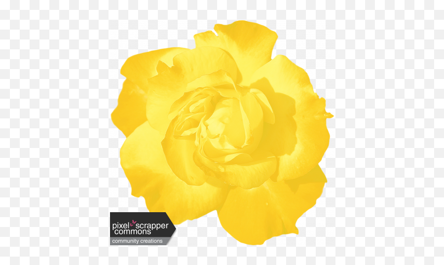 Yellow Rose Graphic By Lisa Hope Stacy Pixel Scrapper - Floribunda Png,Yellow Rose Transparent