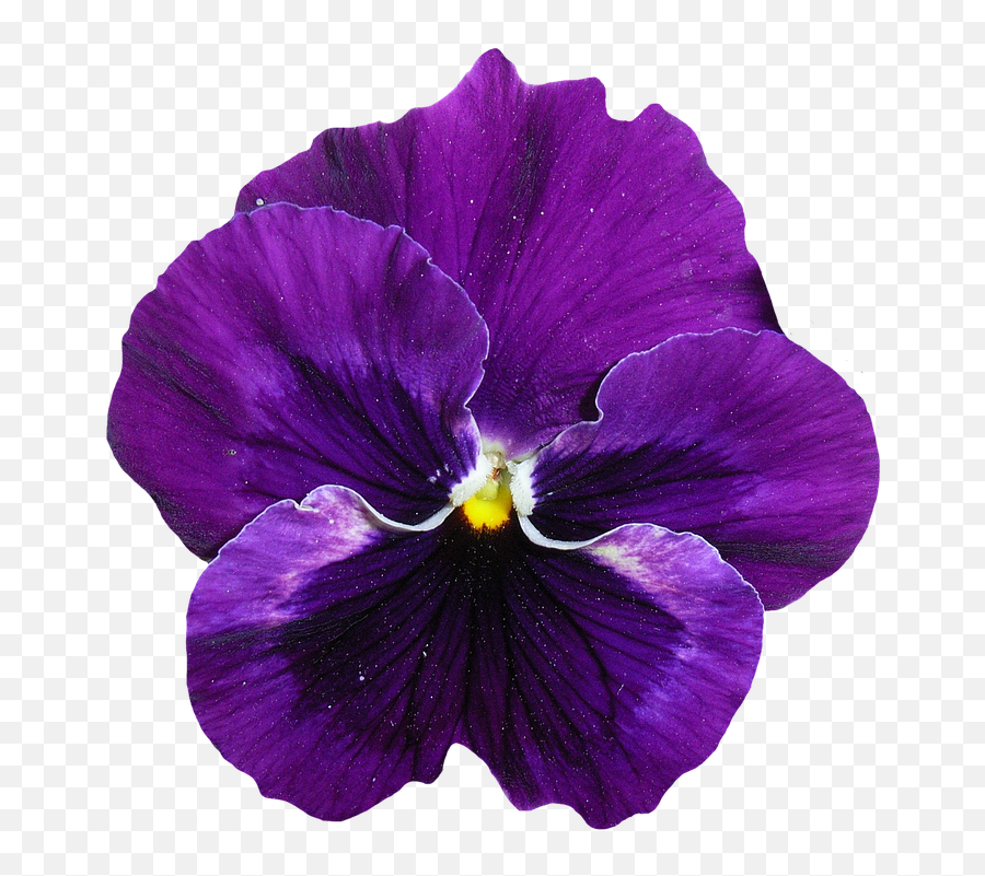 Fiore Viola Png 7 Image - Pansy Png,Viola Png