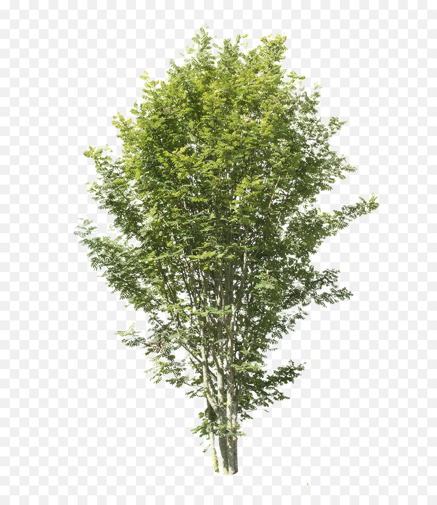 Sorbus Aucuparia - Apple Tree Without Fruits Png,Cypress Tree Png