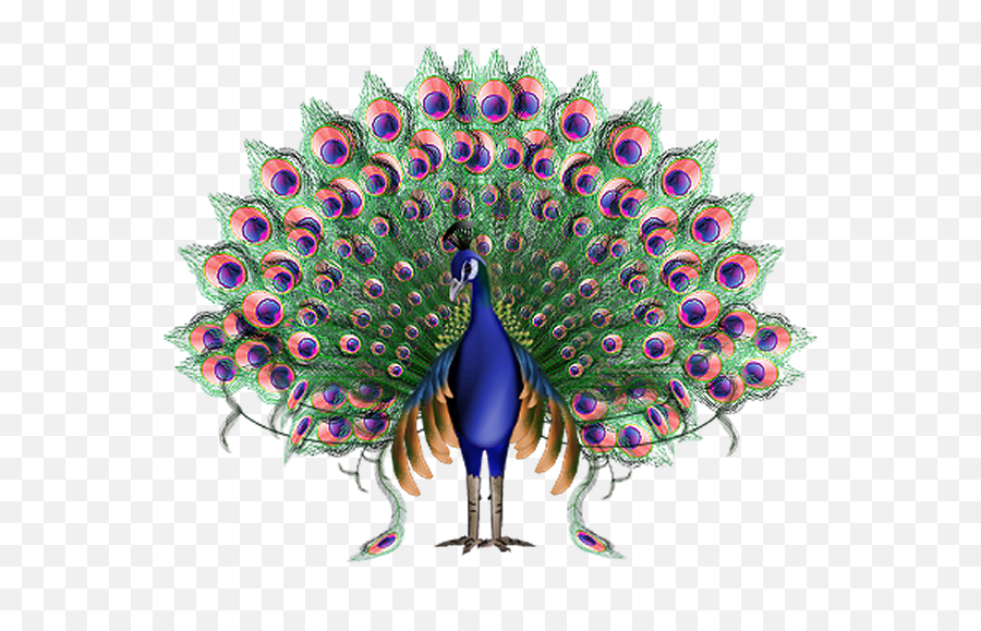 Peacock Png Images Free Download - Imagen Animada Del Pavo Real,Peacock Feathers Png