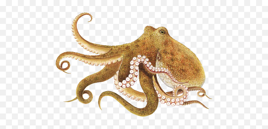 Octopus Png 2 Image - Octopus Png,Octopus Png