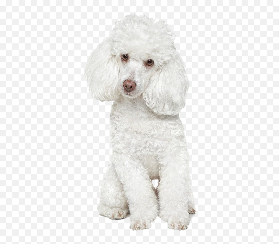 White Poodle Png Free Download - White Toy Poodle Cute,Poodle Png