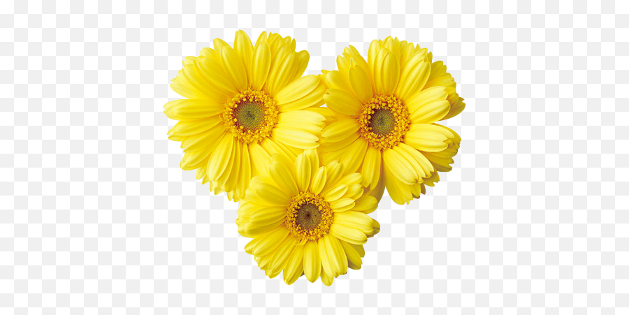 Romantic Flower Png Photo Background - Yellow Aesthetic Flowers Png,Yellow Flowers Png