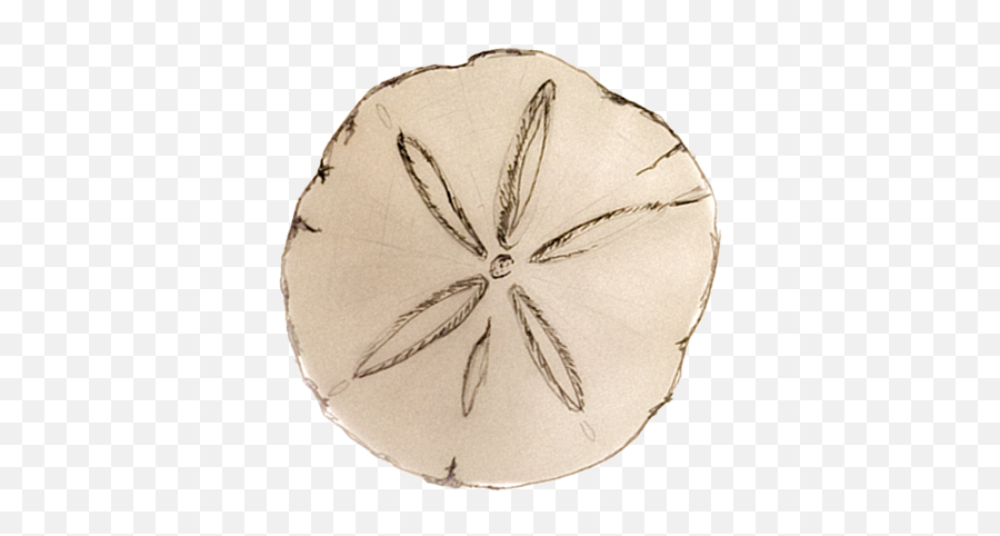 Download Sand Dollar Png Image With - Marine Invertebrates,Sand Dollar Png