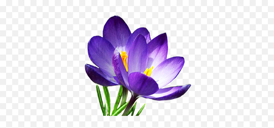 Download Hd Spring Flowers Png - Clipart Crocus,Spring Flowers Png