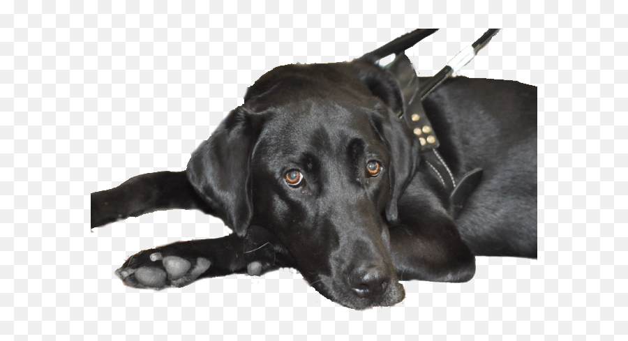 Black Lab Guide Harness No Background - Black Lab No Background Png,Black Lab Png