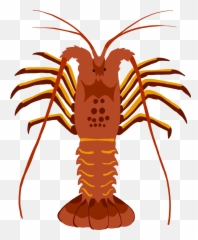 Spiny Lobster Report Cards Due By April 30 2019 U2013 Marine - Spiny Lobster Png,Lobster Png