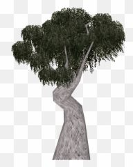 Download Free Png Snow Gum Tree Tamara Henson Zt2
