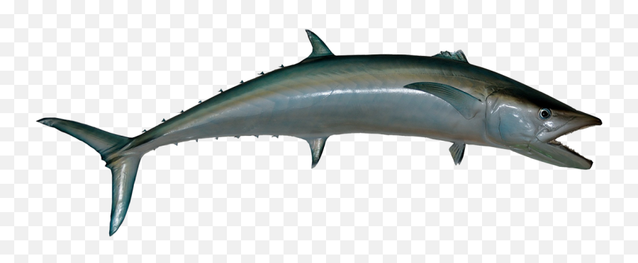 Kingfish Png Transparent Image Mart - King Fish In Png,Dolphin Transparent Background