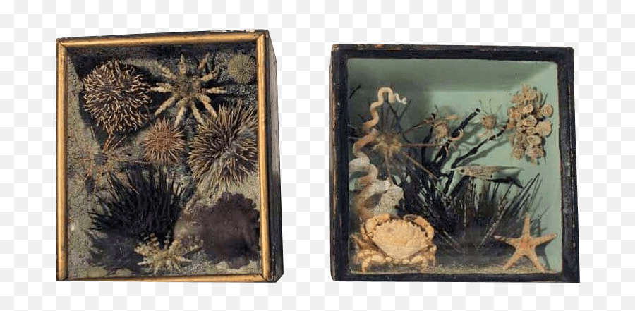 Sea Urchin Png - A Rare Pair Of 19th Taxidermy Ocean Picture Frame,Sea Urchin Png