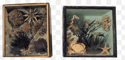 Sea Urchin Png - A Rare Pair Of 19th Taxidermy Ocean Picture Frame,Sea Urchin Png