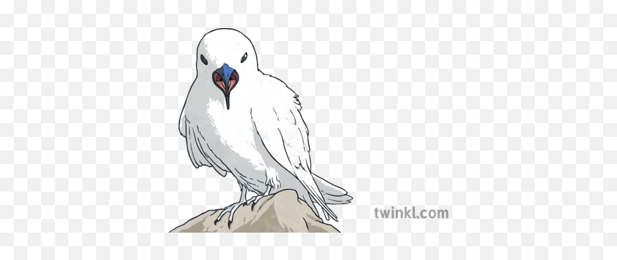 White Tern With Open Mouth Illustration - Twinkl Falconiformes Png,Open Mouth Png