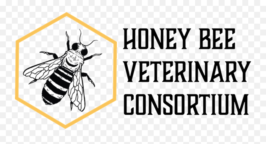 Home - Honey Bee Veterinary Consortium Scary Mommy Png,Transparent Bee